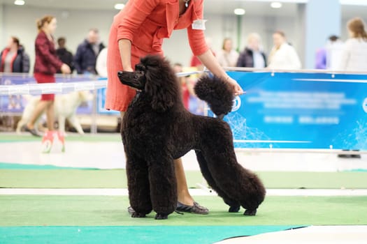 The black royal poodle at the dog show is shorn in the Art Nouveau style.