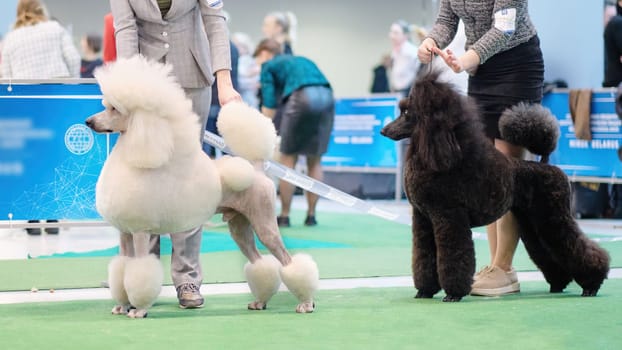 The white and black royal poodle at the dog show.