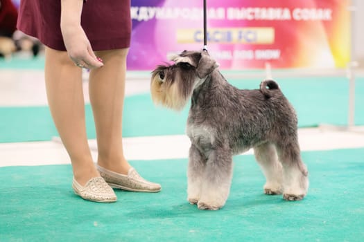 Handler puts miniature Schnauzer in a rack at a dog show.
