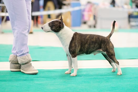 Exhibition dog bull terrier posing at a dog show.