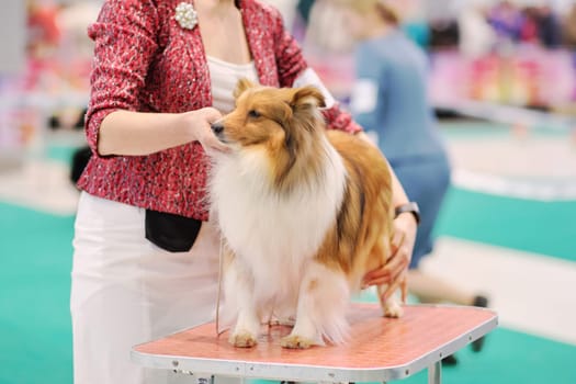 Handler puts a collie dog in a rack on a grooming table at a dog show.