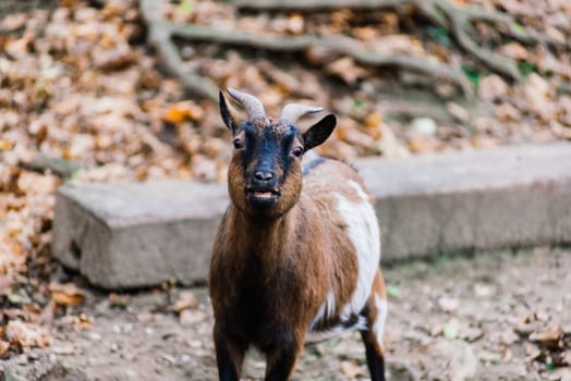 The maned ram eats hay, animal in the zoo, large rounded horns of ram.