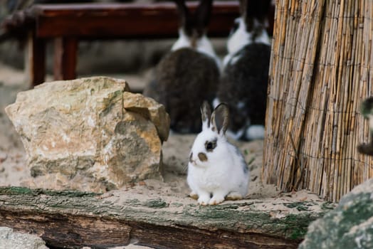 Cute white food's rabbit in a green park. Animal nature habitat of rabbit: life in meadow concept.