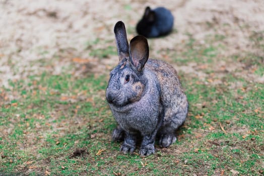 Cute white food's rabbit in a green park. Animal nature habitat of rabbit: life in meadow concept.