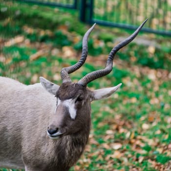 The maned ram eats hay, animal in the zoo, large rounded horns of ram.