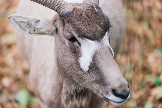 The maned ram eats hay, animal in the zoo, large rounded horns of ram.