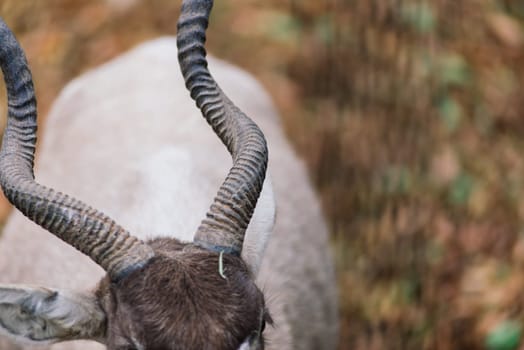 The maned ram eats hay, animal in the zoo, large rounded horns of ram.