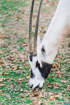 The maned ram eats hay, animal in the zoo, large rounded horns of ram.