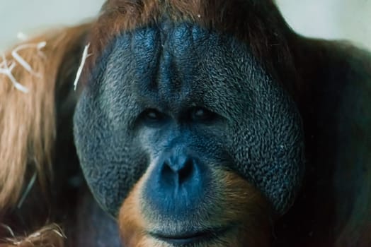 Bornean old big orangutan, pongo pygmaeus, detail head male photo