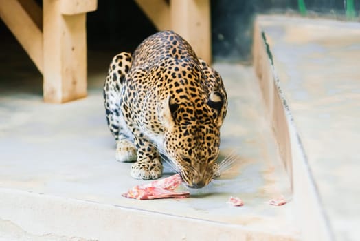 Leopard pantera padus kotiya beast in a rock