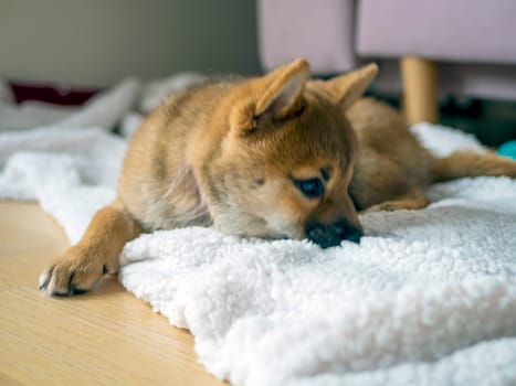 Portrait of cute Shiba Inu small dog, puppy, Close up. Dogecoin. Red-haired Japanese dog smile portrait. Illuminating color, cryptocurrency, electronic money. High quality photo