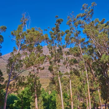 Nature environment, landscape and mountain with tree, blue sky and plants in summer outdoor in Australia. Sustainable, green ecology and mountain range, calm and natural beauty in spring and calm.