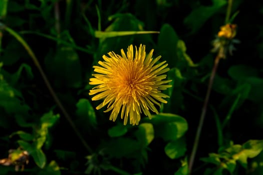 Yellow dandelion on a background of green grass. Spring wildflower.