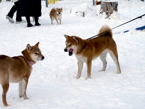 Japanese red coat dog is in winter forest. Portrait of beautiful Shiba inu male standing in the forest on the snow and trees background. High quality photo. Walk in winter