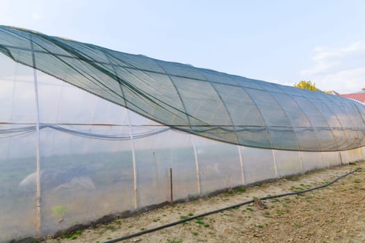 Shading green net on the greenhouse, artificial protection of plants from the sun.