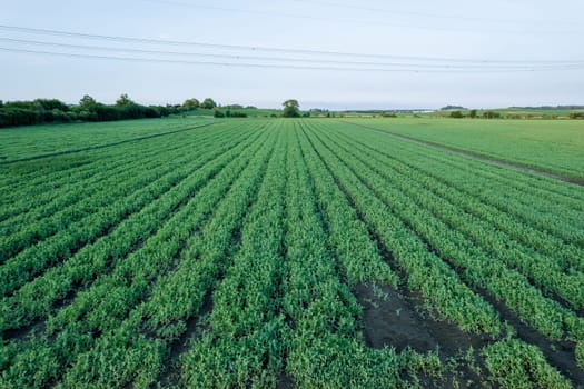 Green rows of peas growing in the field, place for text. Pea plantation.