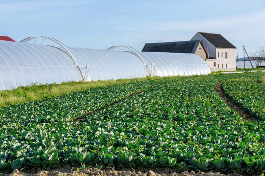 In rural areas, cabbage is grown in large fields near greenhouses. Growing vegetables.