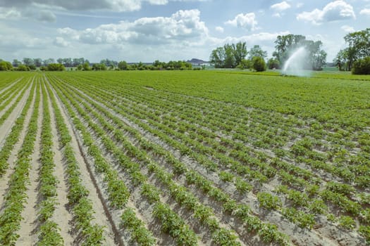 Watering potatoes in the field, Modern irrigation of vegetables in agriculture. Protection of potatoes from the sun.