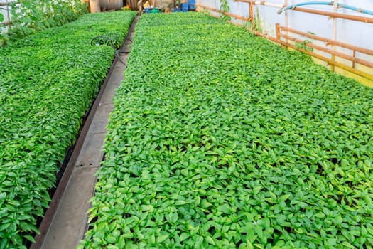 Young pepper seedlings in a greenhouse. Seedlings are ready for planting. Growing vegetables.