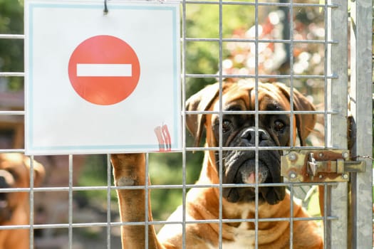 A warning sign - Boxer dog guarding the house