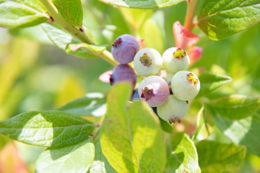 colorful unripe green, blue, purple blueberries on a branch, summer harvest, berry picking, fruits hanging on blueberry bush in the garden on a sunny day. High quality photo