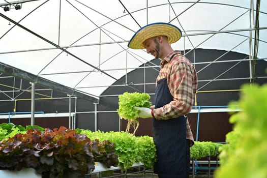 Successful caucasian man farmer is harvesting, sorting vegetable in sunny industrial organic hydroponic farm.