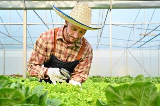 Image of farmer with magnifying glass checking plants in hydroponic greenhouse. Agricultural business concept.
