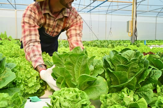 Shot of farmer harvesting green cos lettuce in sunny hydroponic greenhouse. Business agriculture concept.