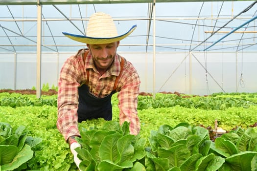 Farmer harvesting fresh vegetables in greenhouse or hydroponic farm. Business agriculture concept.