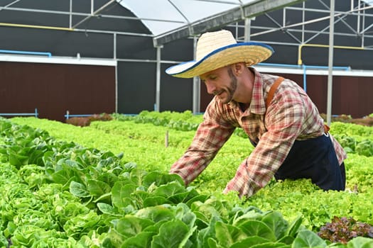Farmer harvesting vegetable, working in greenhouse or organic farm. Business agriculture and Healthy food concept.