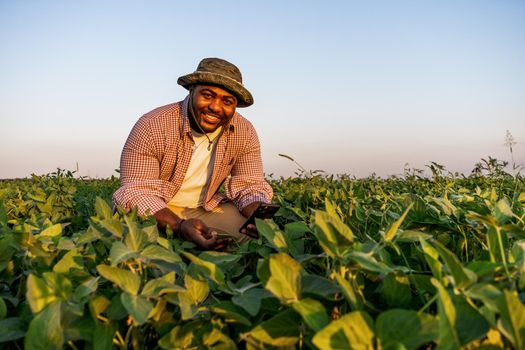 Farmer is standing in his growing soybean field. He is examining progress of plants.