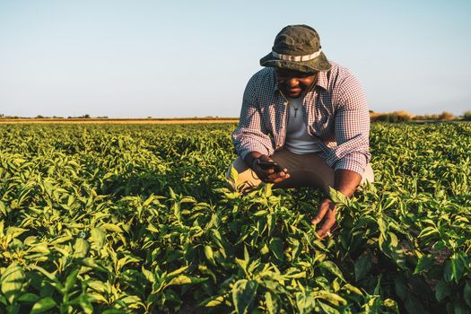 Farmer is standing in his growing chili pepper field. He is examining progress of plants.