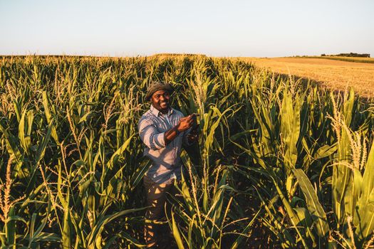 Farmer is standing in his growing corn field. He is satisfied because of good progress of plants.