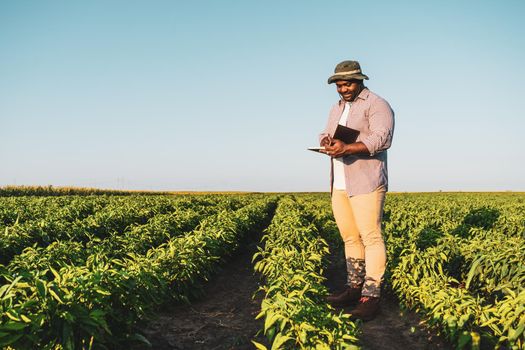 Farmer is standing in his growing chili pepper field. He is examining progress of plants.