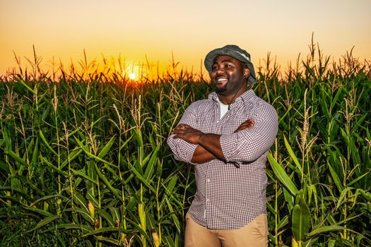 Farmer is standing in his growing corn field. He is satisfied because of good progress of plants.