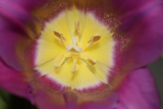 Macro of a purple tulip (Tulipa) with yellow pistil and dark blue stamens forming a regular triangle with white halo effect inside and tender purple background. Stamens and pistil closeup inside tulip