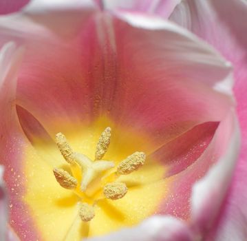 Closeup on the inside of a white and pink tulip. Blurred Flower Background. Flower Petals Texture. Beautiful Pink Natural background. Macro Abstract of Inside of Pink Tulip, selective focus, horizontal