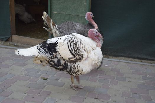 Turkey close-up with a big red appendage on his head