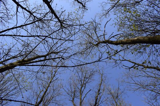 Image of trees without leaves with crystal blue sky without clouds. Photo of trees without foliage from the bottom (down)