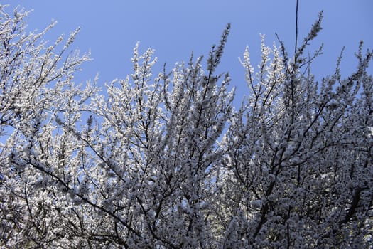 Beautiful cherry blossom sakura in spring time over blue sky