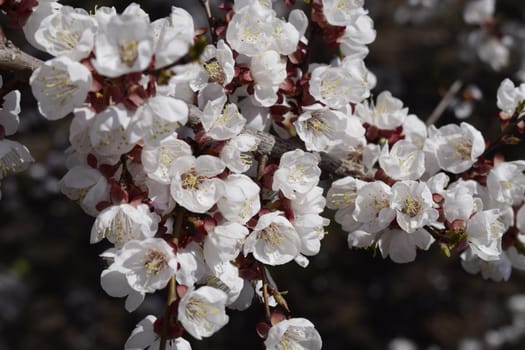 Spring blooming sakura cherry flowers branch