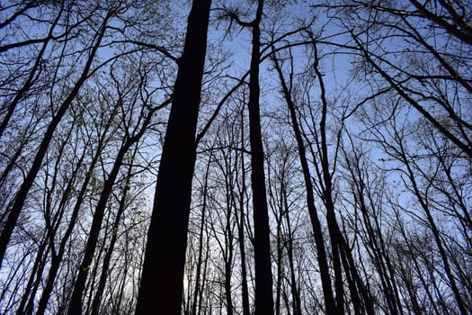 Mystical forest. Trees without leaves against the blue sky without clouds on a spring day.