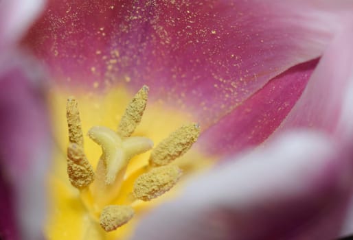 Closeup on the inside of a white and pink tulip. Blurred Flower Background. Flower Petals Texture. Beautiful Pink Natural background. Macro Abstract of Inside of Pink Tulip, selective focus, horizontal