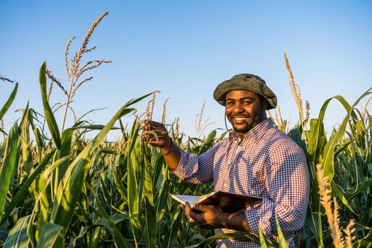 Farmer is standing in his growing corn field. He is examining progress of plants.