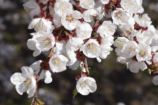 Spring blooming sakura cherry flowers branch