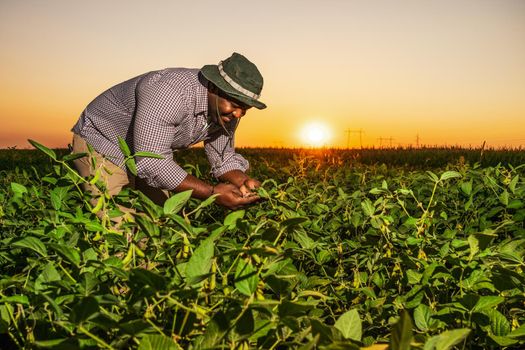 Farmer is standing in his growing soybean field. He is examining progress of plants.