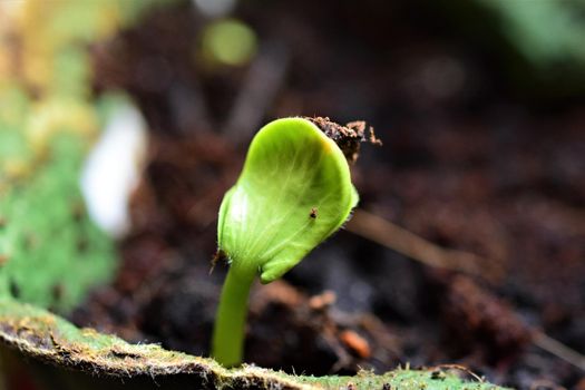 close-up of a small cucumber seedling