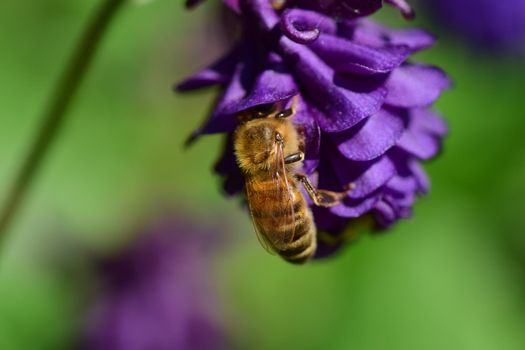 closeup of a honey bee on a purple flower against a blurred green background