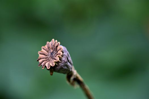 One brown dry poppy seed capsule against a blurry green background as a close up