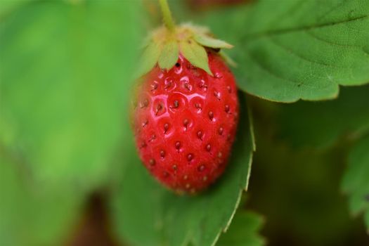 Ripe red strawberry on the stem in the bush as a close up